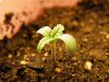 Seedling_2.JPG