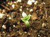 Seedling_4.JPG