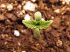 Seedling_10.JPG