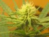 Violator - 3 weeks flower 005.jpg