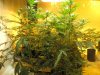 Violator - 3 weeks flower 006.jpg