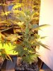 PPP-Day34-indica2.jpg