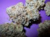 Royal Purple Kush 4.JPG