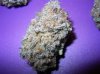 Royal Purple Kush 5.JPG