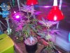 Both Plants LEDS ON.JPG