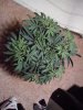 Plant 3-14 week 7.jpg