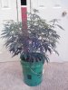 Plant 3-19 week8.jpg