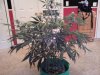 Plant 3-26 week9.jpg