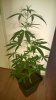 WP_20140502_010.jpg