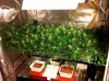 scrog-deep-water-culture-dwc-marijuana-sm.jpg