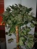 NNL-FLharvest-pic1.jpg
