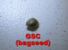 GSC bagseed 01.JPG