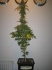 Week 10 Flowering 005.jpg