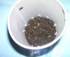 Soil cup.JPG