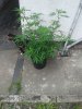 IMG-20140516-WA0000_noexif.jpg