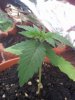 Bagseed 2 day15.jpg