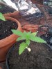 Bagseed3 day15.jpg