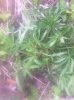 Marijuana.jpg