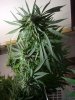 grow01_12-08-2008_22weeks_day75flower_plant2-3u.jpg