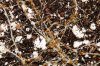 root aphids.jpg