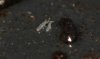 springtail.jpg