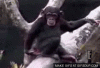 monkey-smells-butt_2483536_GIFSoup.com.gif