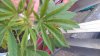 IMAG0041.jpg