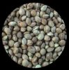 pot-seeds.jpg