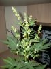 PPP-Day41-male1.jpg