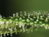 clear_trichomes.jpg