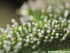 milky_trichomes.jpg