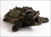 Animal_discovery_com-alligator-snapping-turtle-q2prxp.jpg