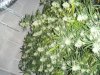 DSCF5753.JPG