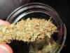 homegrown1.JPG