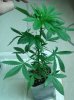 CritPlus Day 29_Plant1_P_Deficiency.JPG