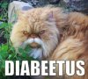 diabeetus_cat[1].jpg