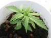 plant2.13.JPG