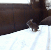 TREslLjsQteBpO1YpuwP_Rabbit Hop Fail.gif