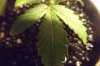 CBD Spot Chlorosis.JPG