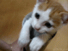 1270047760_kitten.gif