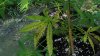 IMG_20140704_174946499.jpg