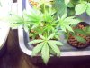 root bud 003.jpg