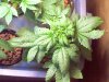 root bud 004.jpg