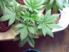 root bud 005.jpg