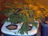 2 days of flowering 004.jpg