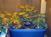 2 days of flowering 005.jpg