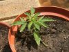 grow journal 073.jpg