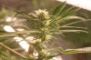 PPP-Day13-Flower.JPG