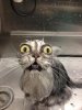 funny-cat-bath[1].jpg