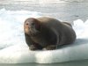 bearded seal.jpg